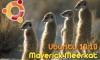Listo para descargar Ubuntu 10.10 Maverick Meerkat